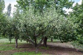 Attēlu rezultāti vaicājumam “Sorbus aria”