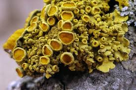 Attēlu rezultāti vaicājumam “Xanthoria polycarpa”