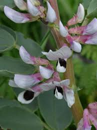 Attēlu rezultāti vaicājumam “Vicia faba flower”