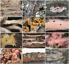 Attēlu rezultāti vaicājumam “Enteridium corticatum spores”