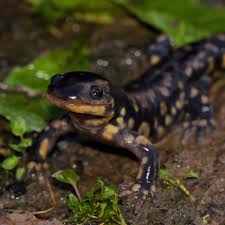 Attēlu rezultāti vaicājumam “Diderma tigrinum stalked”