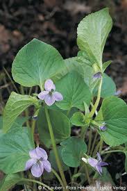 Attēlu rezultāti vaicājumam “Viola mirabilis leaf”