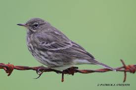 Image result for Anthus petrosus