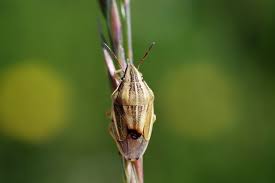 Attēlu rezultāti vaicājumam “Aelia acuminata”