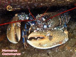 Image result for Homarus gammarus