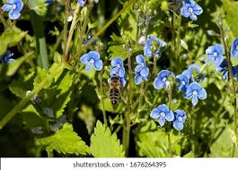 Attēlu rezultāti vaicājumam “Veronica officinalis leaf”
