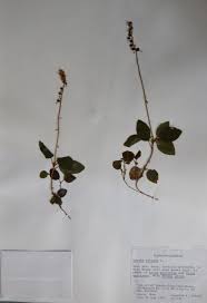 Attēlu rezultāti vaicājumam “Orthilia secunda”