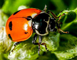 Attēlu rezultāti vaicājumam “Coccinellidae”
