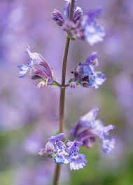Image result for Nepeta cataria