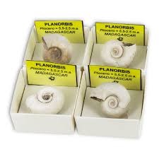 Attēlu rezultāti vaicājumam “Planorbis planorbis”