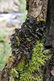 Attēlu rezultāti vaicājumam “Leptogium saturninum”