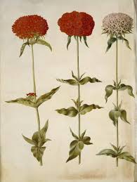 Attēlu rezultāti vaicājumam “Silene chalcedonica”