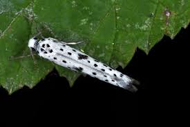 Attēlu rezultāti vaicājumam “Yponomeuta plumbella”