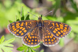 Attēlu rezultāti vaicājumam “Mellicta athalia underside”