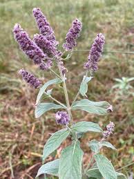 Attēlu rezultāti vaicājumam “Mentha longifolia”