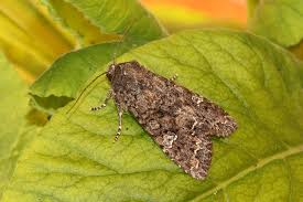 Attēlu rezultāti vaicājumam “Mamestra brassicae”