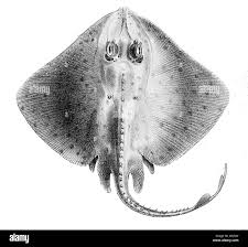 Image result for Raja straeleni