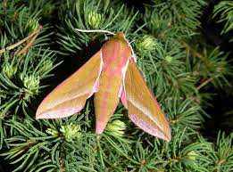 Attēlu rezultāti vaicājumam “Deilephila elpenor”