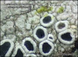 Attēlu rezultāti vaicājumam “Lecanora chlarotera”