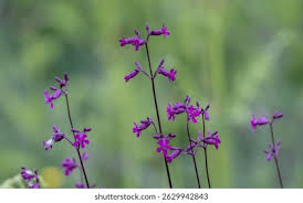 Attēlu rezultāti vaicājumam “Silene viscaria leaf”