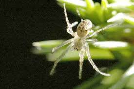 Attēlu rezultāti vaicājumam “Metellina segmentata”