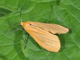 Attēlu rezultāti vaicājumam “Eilema sororcula”