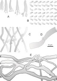 Attēlu rezultāti vaicājumam “Polyporus brumalis”