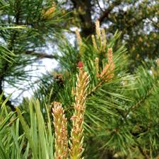 Attēlu rezultāti vaicājumam “Pinus sylvestris female flower”