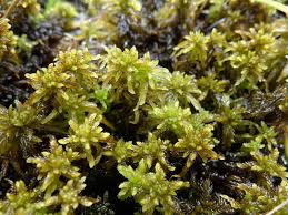 Attēlu rezultāti vaicājumam “Sphagnum subsecundum”