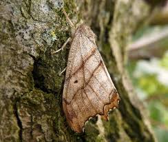 Attēlu rezultāti vaicājumam “Falcaria lacertinaria”