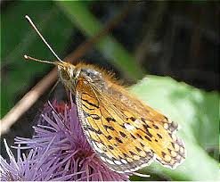 Attēlu rezultāti vaicājumam “Argynnis aglaja underside”