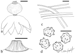 Attēlu rezultāti vaicājumam “Geastrum minimum”