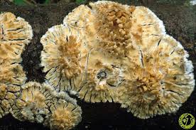 Attēlu rezultāti vaicājumam “Basidioradulum radula”