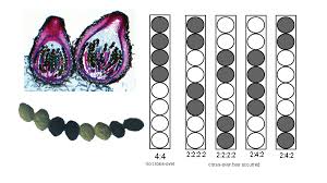 Attēlu rezultāti vaicājumam “Sordaria fimicola”