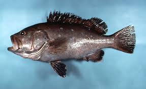 Image result for Hyporthodus niveatus