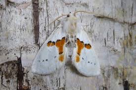 Attēlu rezultāti vaicājumam “Leucodonta bicoloria”