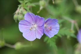 Attēlu rezultāti vaicājumam “Geranium pratense flower”