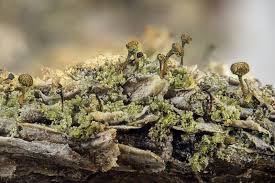 Attēlu rezultāti vaicājumam “Chaenotheca phaeocephala”