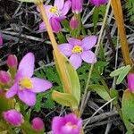 Attēlu rezultāti vaicājumam “Centaurium littorale leaf”