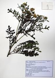 Attēlu rezultāti vaicājumam “Jacobaea vulgaris leaf”