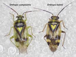 Attēlu rezultāti vaicājumam “Orthops campestris”