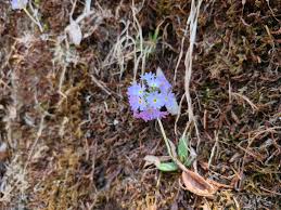 Attēlu rezultāti vaicājumam “Primula farinosa bud”