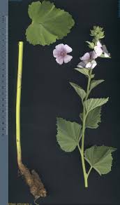 Image result for Althaea officinalis