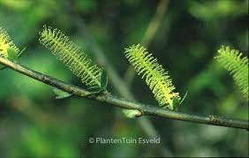 Attēlu rezultāti vaicājumam “Salix triandra male flower”