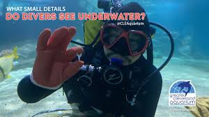 Image result for Cleveland Divers
