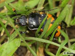 Attēlu rezultāti vaicājumam “Nicrophorus vespillo”