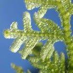 Attēlu rezultāti vaicājumam “Trichocolea tomentella sporophyte”