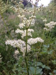 Attēlu rezultāti vaicājumam “Filipendula ulmaria  flower”