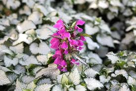 Attēlu rezultāti vaicājumam “Lamium maculatum flower”