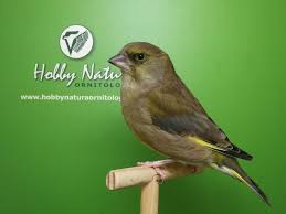 Attēlu rezultāti vaicājumam “Chloris chloris male”